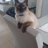 Evellyn Albuquerque Zanholo