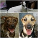 Ana Beatriz Freire Lisboa De Lucca Tosta