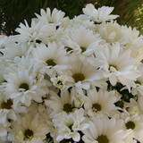 Mariana Gatti Vallandro