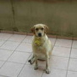 M. Alina Rizzo Trein