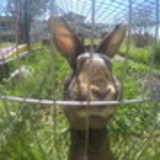 Sarita Glacieli Marconato