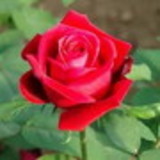 Maria Cristina Lopes