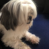 Monica Duarte Dantas