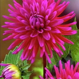 Karina Ritter Vieira