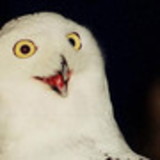 Cláudia Liz Rodrigues