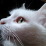 Veridiana Maria Lunes