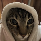 Caroline Del Buono Ferreira