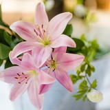 Cynthia Melo Shishido e Ribeiro