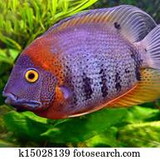 JOSIARA RODRIGUES PINHO