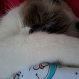 Rafaela Bastos da Silva