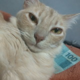 Gabriela Soares Aranega Neto