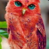 Luciana Maria de Freitas Villela Vieira