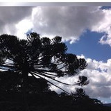 leticia cardoso secco