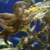 Iolanda Campolina Marques da Silva