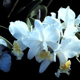 adriana cardoso barreto