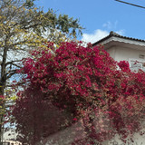 Marcia Alves de Almeida Souza