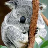 Gisela Cristina Moreira Furlan