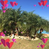 emilia pontes de araujo