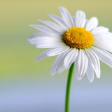 Raquel Frizera Vassallo