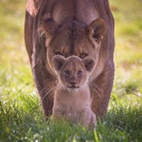 Andréia Cristina S. Watanabe