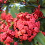 CARLISE COSTA DE LOURENZI VARGAS