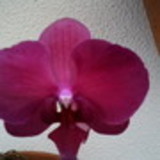 Ericleia Buerg Suszek