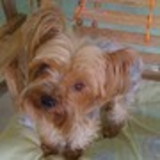 Fabiana Cristina Ferreira