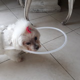 ANDRÉIA WRUCK MÉDICI