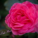 Monique De Macedo P. Lucena