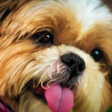 Thaís Carnieletto Mascarello