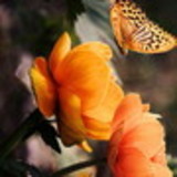 ELEN APARECIDA DA SILVA