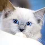 Yell Fashion - http://yellfashion.com/