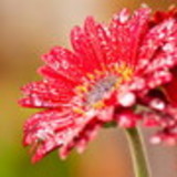 Elisabete Gusmão da Silva