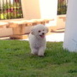 RUT CREMONESE RODRIGUES