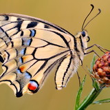 flavianastacio2010@hotmail.com