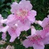 Patrìcia L. dos Santos