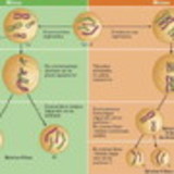 sonia maria leonel da silva fiordeliz