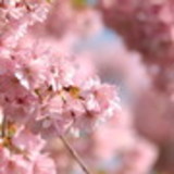 Ivanir Nina Streppel