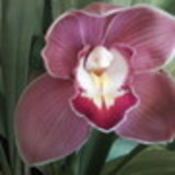 Taís Cibele Schafer