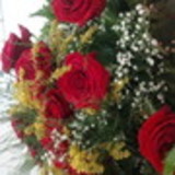 Leonora Martins Pfeiffer