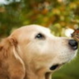 fernanda costa campelo