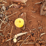 Cristiane Paula Gasparoto