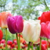 Jussara Souza e Silva