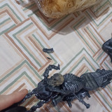 Láurea dos santos alves