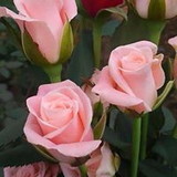 Cassia Karina Cortelo