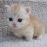 Renata Mendes Suassuna