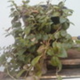 Marilda Floriano Gonçalves