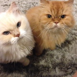 Aline Cristina Monteiro