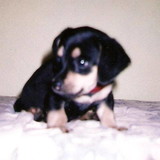 Marcio Custodio Vieira