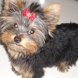 Shana Ferreira Coelho